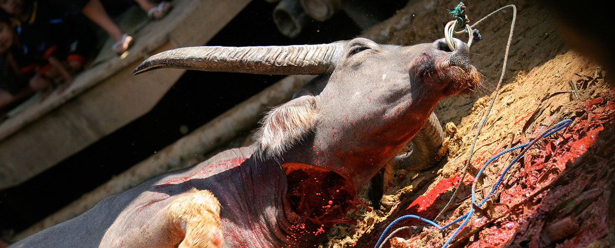 Obětování buvolů, Tana Toraja, Indonesie